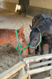 ㊳ホープ（7.5口）四木