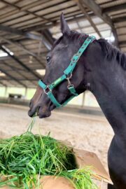 ㊳ホープ（7.5口）四木