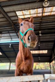 ㊵アルコンシエル（7口）四木