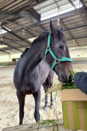 ㊳ホープ（7.5口）四木