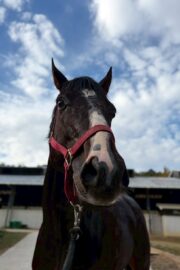 ㊴大地(7口)　四木