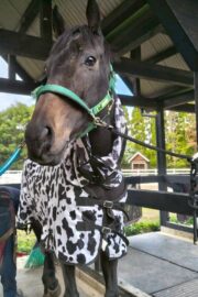 ㊳ホープ（7.5口）四木