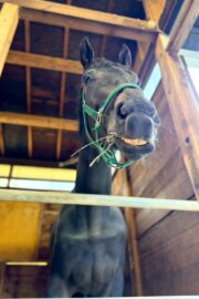 ㊳ホープ（7.5口）四木