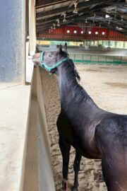 ㊳ホープ（7.5口）四木