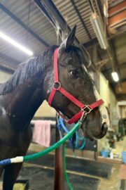 ㊴大地(7口)　四木