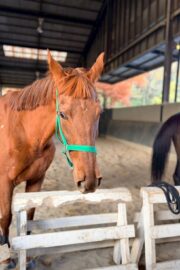 ㊵アルコンシエル（7口）四木