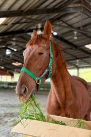 ㊵アルコンシエル（7口）四木