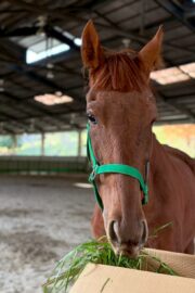 ㊵アルコンシエル（7口）四木