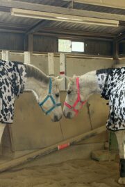 ㊷ミラーダ（7口）山武