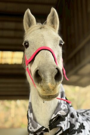 ㊷ミラーダ（7口）山武