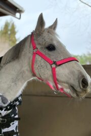 ㊷ミラーダ（7口）山武