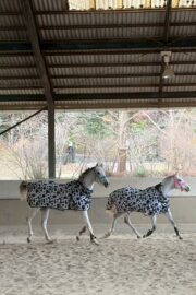 ㊷ミラーダ（7口）山武