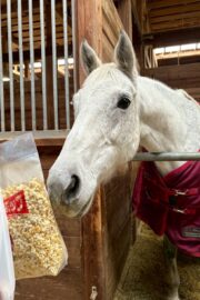 ㊷ミラーダ（7口）山武