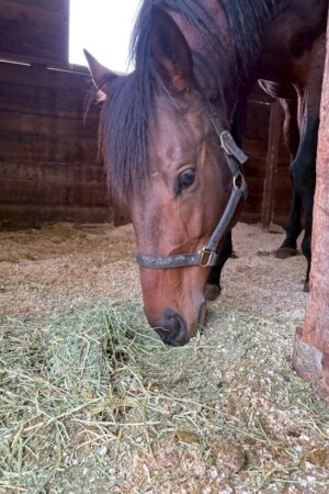 ㊸エトワール（6口）山武