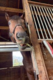 ㊸エトワール（6口）山武