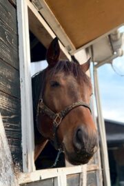 ㊸エトワール（6口）山武