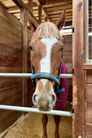 ㊹ラテ（9.5口）山武