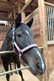 ㊻ピュア　山武