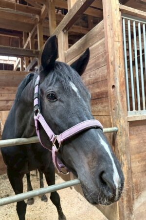 ㊻ピュア　山武