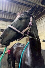 ㊻ピュア　山武