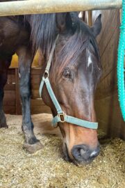 ㊼さくら　山武