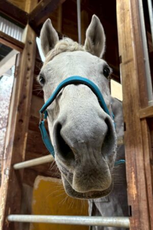 ㊶ルル（4口）山武