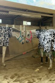 ㊶ルル（4口）山武