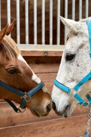 ㊶ルル（4口）山武