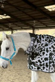 ㊶ルル（4口）山武