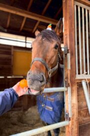 ㊸エトワール（6口）山武