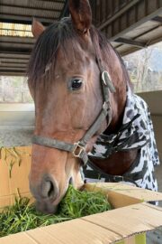 ㊸エトワール（6口）山武