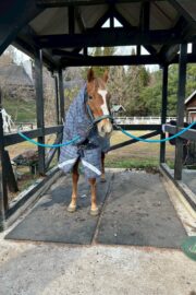 ㊹ラテ（9.5口）山武