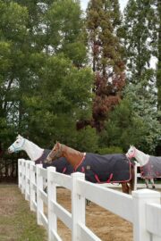 ㊹ラテ（9.5口）山武