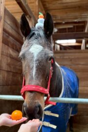 ㊺イチョウ　山武