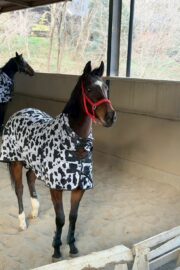 ㊺イチョウ　山武