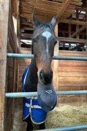 ㊺イチョウ　山武