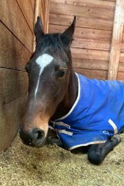 ㊺イチョウ　山武