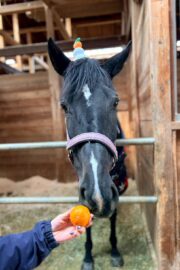 ㊻ピュア　山武