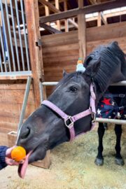 ㊻ピュア　山武