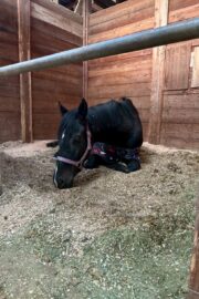 ㊻ピュア　山武