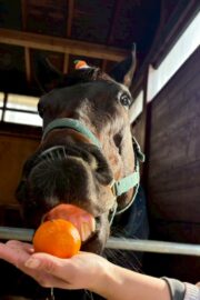 ㊼さくら　山武