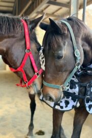 ㊼さくら　山武