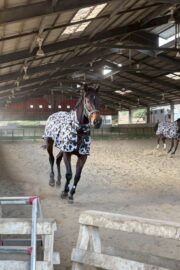 ㊼さくら　山武