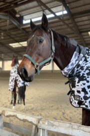 ㊼さくら　山武