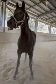 ㊽ミルキー（2口）　大阪