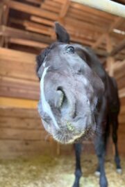 ㊽ミルキー（2口）　大阪