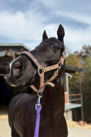 ㊽ミルキー（2口）　大阪