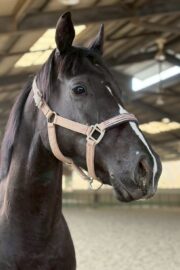 ㊽ミルキー（2口）　大阪