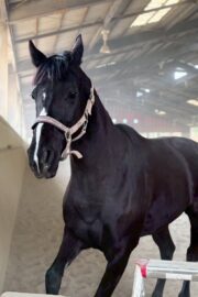 ㊽ミルキー（2口）　大阪