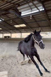 ㊽ミルキー（2口）　大阪